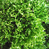 Salanova Crispy grün
